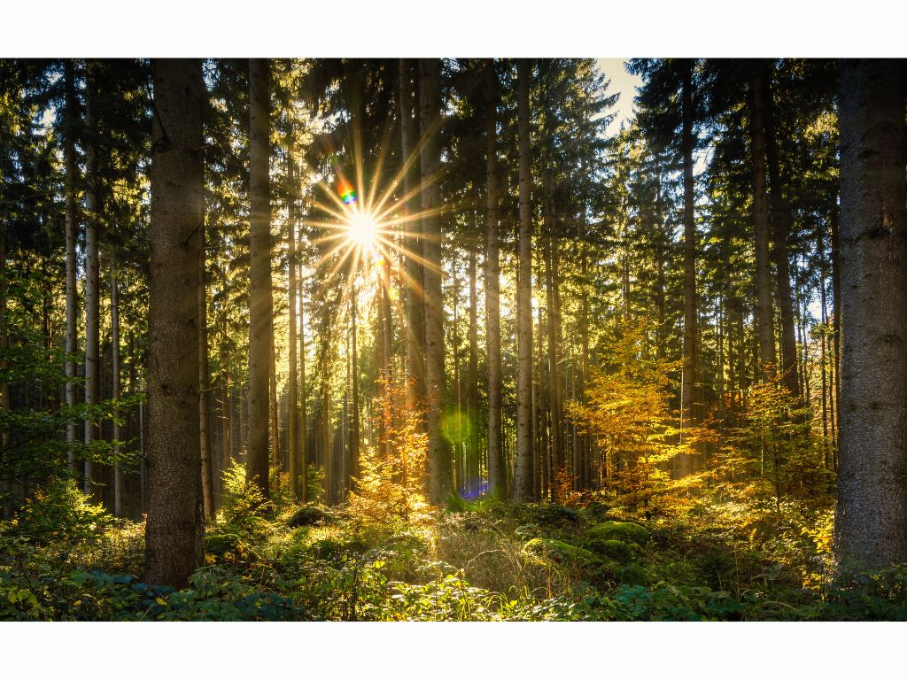 REFONTE DU DEFI FORET
La loi de finances pour 2023 réforme notamment pour les trois prochaines années, le régime du DEFI Forêt : une simplification et un renforcement du régime par une unification et une ouverture du dispositif, sous l’égide unique du crédit d’impôt.