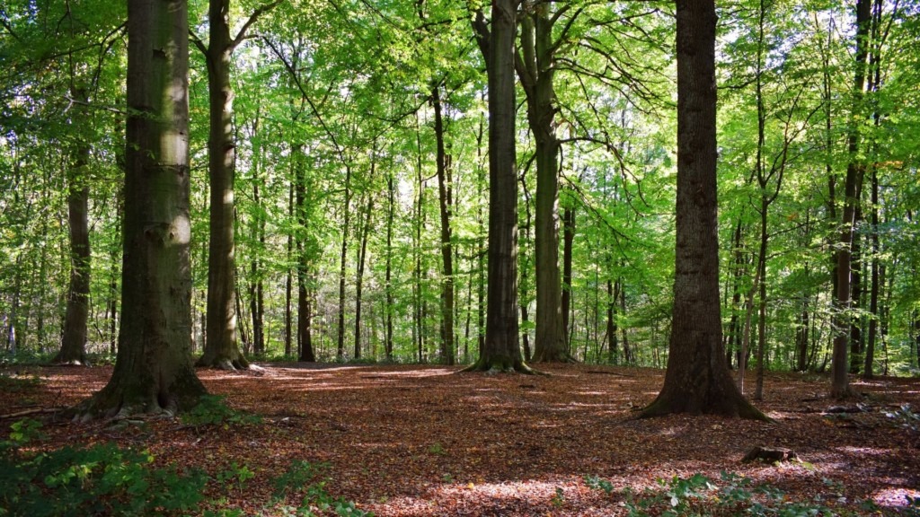 Transmission de forêts, anticipez l'incendie fiscal !
Stephen Olivier et Justine Chantier, Michelez Notaires, ont publié récemment un article sur la transmission de forêts dans l’AGEFI ACTIFS suivi d’exemples chiffrés. Une bonne occasion de revenir sur les conditions d’application du régime fiscal qui est réservé à ces actifs et les choix de structuration qui s’offrent à leurs propriétaires.