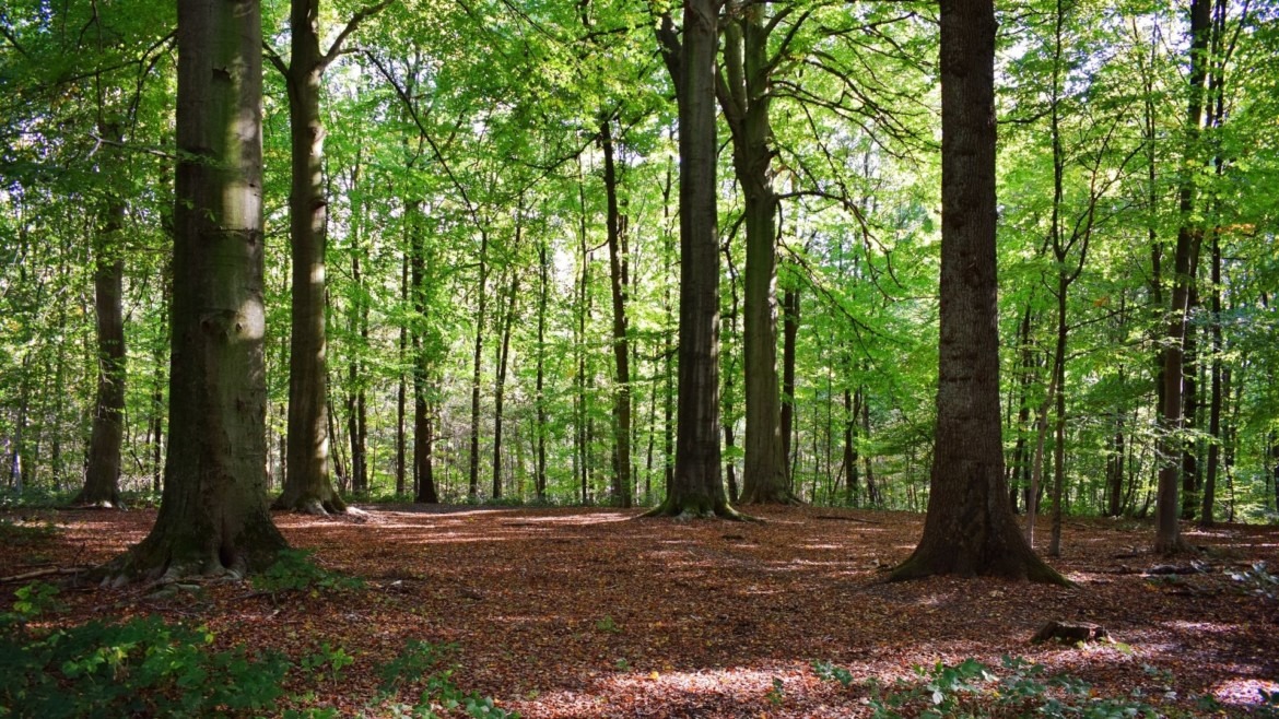 Transmission de forêts, anticipez l’incendie fiscal !